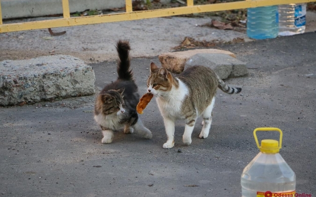 Коты и холодная осень на Молдаванке (ФОТО) Фото № 6 Коты и холодная осень на Молдаванке (ФОТО) Фото № 6