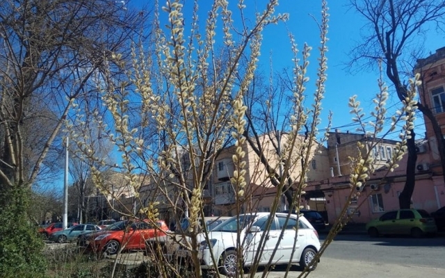 В Одессе расцвела верба (ФОТО) Фото № 2 В Одессе расцвела верба (ФОТО) Фото № 2