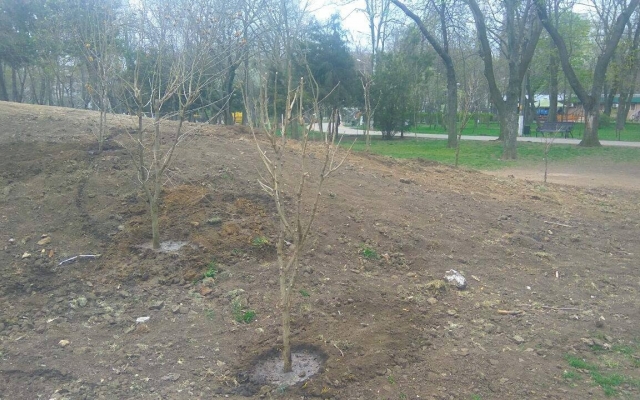 Волонтеры высадили гибискусы в парке Горького (ФОТО) Фото № 1 Волонтеры высадили гибискусы в парке Горького (ФОТО) Фото № 1
