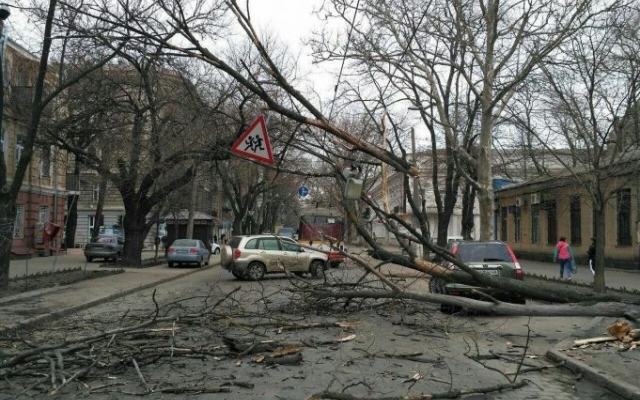 В Одессе упало дерево (ФОТО) Фото № 0 В Одессе упало дерево (ФОТО) Фото № 0