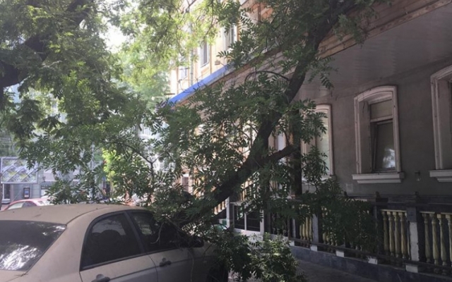 В Одессе дерево повредило лобовое стекло автомобиля (ФОТО) Фото № 1 В Одессе дерево повредило лобовое стекло автомобиля (ФОТО) Фото № 1
