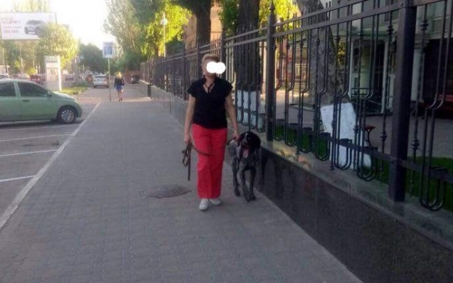 В Одессе охотничий пёс загрыз бездомную кошку Фото № 0 В Одессе охотничий пёс загрыз бездомную кошку Фото № 0