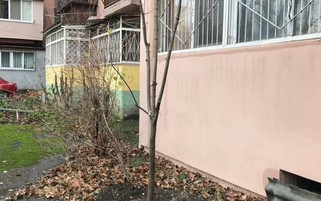 Пока нет морозов «Горзелентрест» активно высаживает деревья Фото № 0 Пока нет морозов «Горзелентрест» активно высаживает деревья Фото № 0