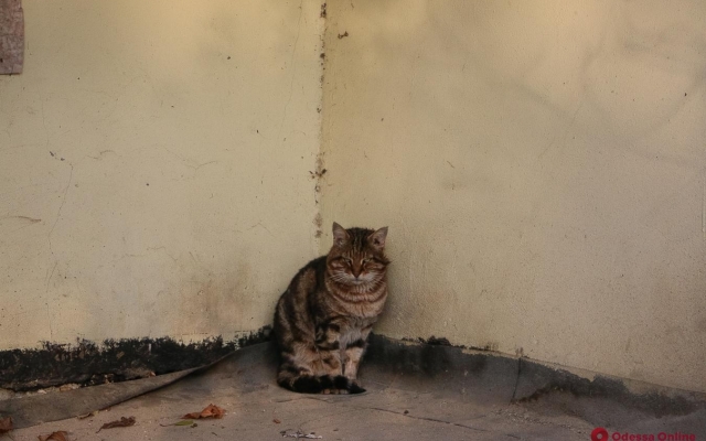 Коты и холодная осень на Молдаванке (ФОТО) Фото № 1 Коты и холодная осень на Молдаванке (ФОТО) Фото № 1