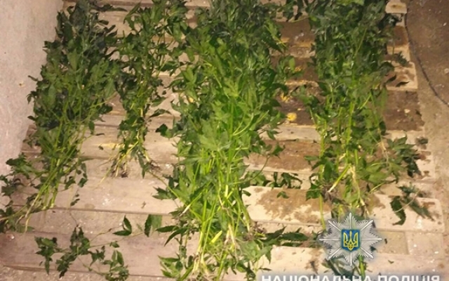В Болграде обнаружена теплица с наркотиками Фото № 3 В Болграде обнаружена теплица с наркотиками Фото № 3