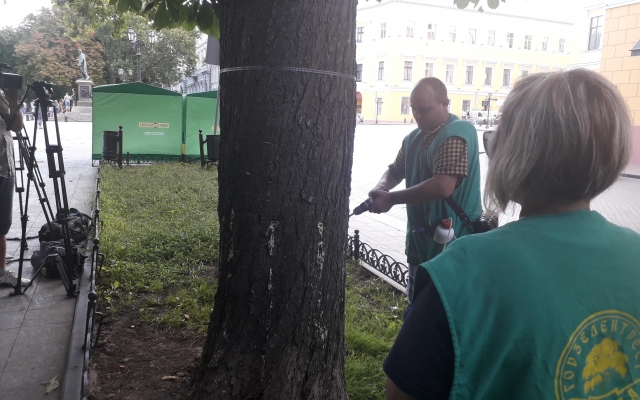 В центре Одессы деревья прививали от вредителей (ФОТО, ВИДЕО) Фото № 5 В центре Одессы деревья прививали от вредителей (ФОТО, ВИДЕО) Фото № 5