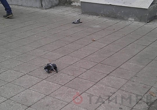 На Александровском проспекта массово погибли голуби (фото 18+) Фото № 2 На Александровском проспекта массово погибли голуби (фото 18+) Фото № 2