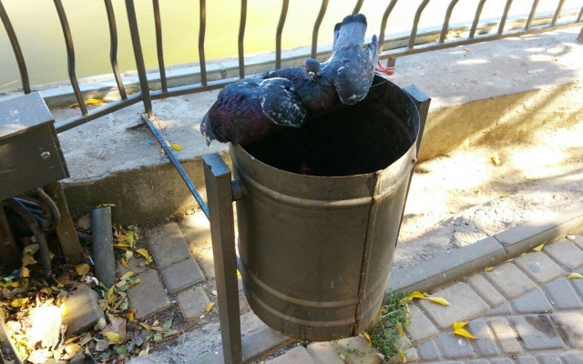 В парке Победы обнаружили мёртвых голубей (ФОТО) Фото № 1 В парке Победы обнаружили мёртвых голубей (ФОТО) Фото № 1