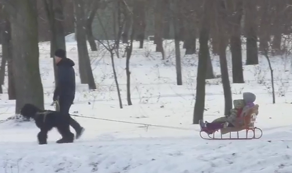 Одесситы осваивают новый вид транспорта, в городе замечена собачья упряжка Фото № 0 Одесситы осваивают новый вид транспорта, в городе замечена собачья упряжка Фото № 0