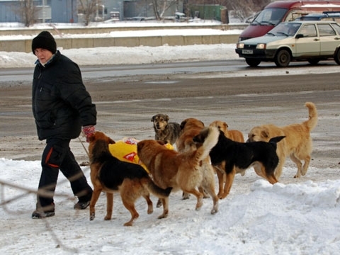 В Одессе стая бродячих собак напала на мужчину Фото № 0 В Одессе стая бродячих собак напала на мужчину Фото № 0