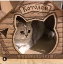 Неизвестный «отжал» дом у кота Фото № 0 Неизвестный «отжал» дом у кота Фото № 0