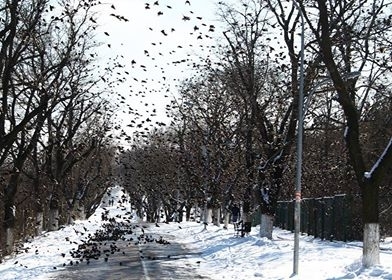 В Одессе замечены тысячи скворцов (ФОТО) Фото № 1 В Одессе замечены тысячи скворцов (ФОТО) Фото № 1
