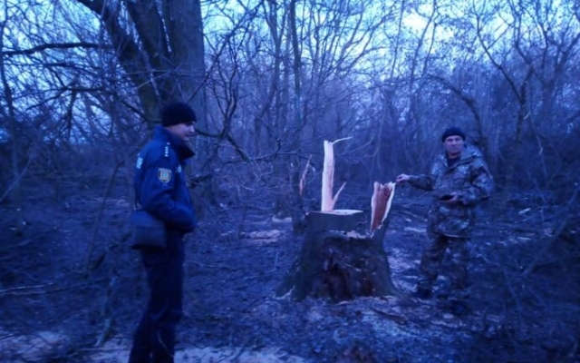 Браконьеры вырубили деревья в Беляевском районе Фото № 0 Браконьеры вырубили деревья в Беляевском районе Фото № 0