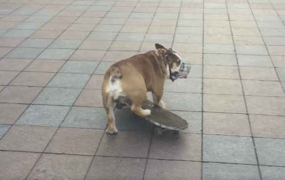 Курьёзы нашего города: скейтбордисты-собаки вытесняют людей