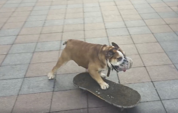 Курьёзы нашего города: скейтбордисты-собаки вытесняют людей
