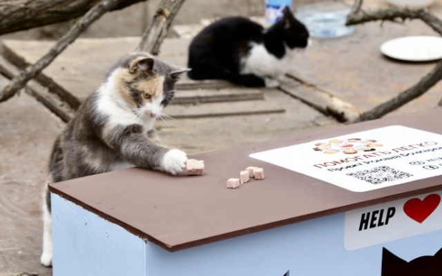 Кошкино новоселье – волонтеры установили еще три домика для котов  Фото № 0