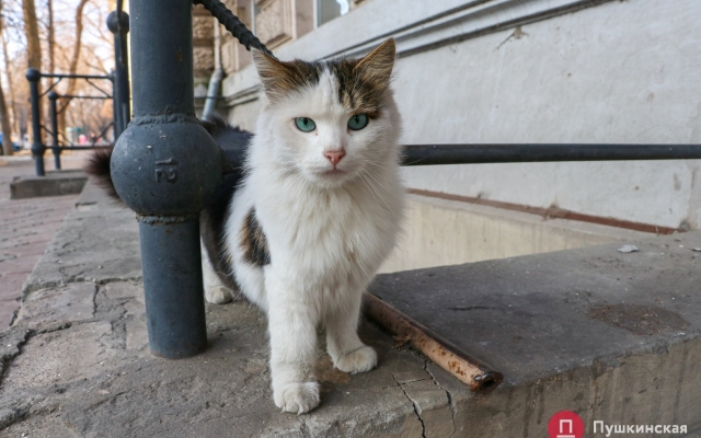Январское солнце и котики – фото хвостатых одесситов Фото № 14 Январское солнце и котики – фото хвостатых одесситов Фото № 14