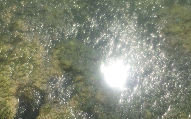 В Одесской области зацвело море Фото № 0 В Одесской области зацвело море Фото № 0