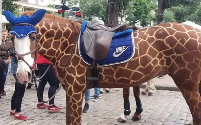 Одесситы в шоке от обращения с лошадьми на Дерибасовской (ФОТО) Фото № 3 Одесситы в шоке от обращения с лошадьми на Дерибасовской (ФОТО) Фото № 3
