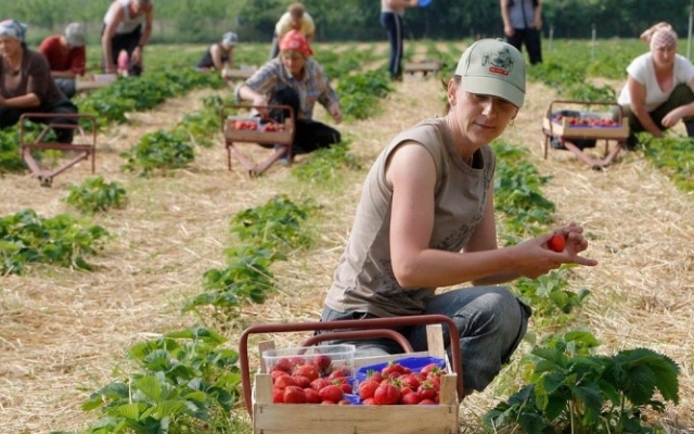 Заробитчане за год перевели в Украину больше денег, чем инвесторы Фото № 0 Заробитчане за год перевели в Украину больше денег, чем инвесторы Фото № 0