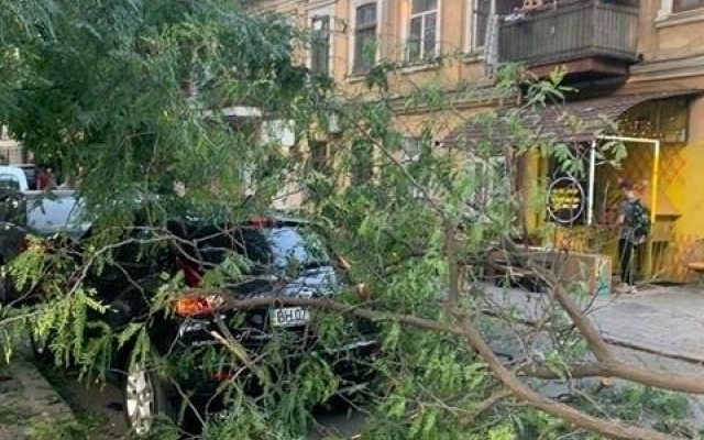 В Одессе ветка упала на автомобиль Фото № 0 В Одессе ветка упала на автомобиль Фото № 0