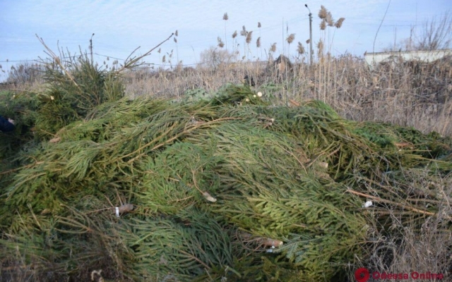 В Одессе утилизируют рекордное количество брошенных елок Фото № 2 В Одессе утилизируют рекордное количество брошенных елок Фото № 2
