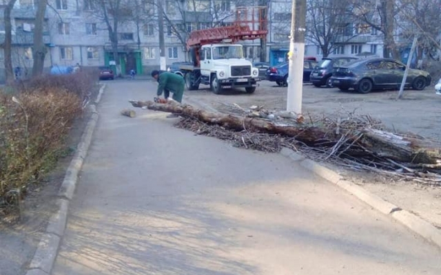 В Одессе приключился деревопад Фото № 0 В Одессе приключился деревопад Фото № 0