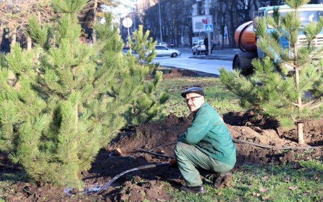 Неизвестный меценат озеленил город – в Одессе высадили 400 сосен Фото № 0 Неизвестный меценат озеленил город – в Одессе высадили 400 сосен Фото № 0
