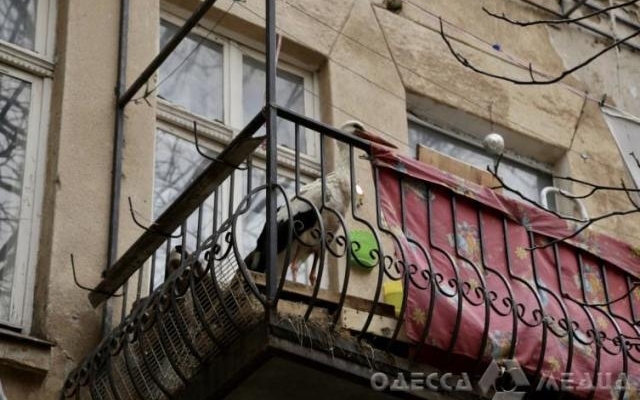 В историческом центре Одессы на балконе живет аист Фото № 1 В историческом центре Одессы на балконе живет аист Фото № 1