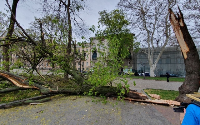Неподалёку от Одесского горсовета рухнуло дерево (ФОТО) Фото № 2 Неподалёку от Одесского горсовета рухнуло дерево (ФОТО) Фото № 2