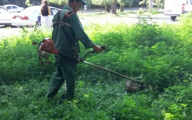 В Одессе борются с амброзией Фото № 2 В Одессе борются с амброзией Фото № 2