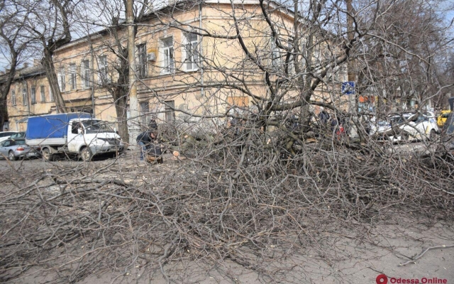 Возле Нового рынка упало дерево Фото № 3 Возле Нового рынка упало дерево Фото № 3