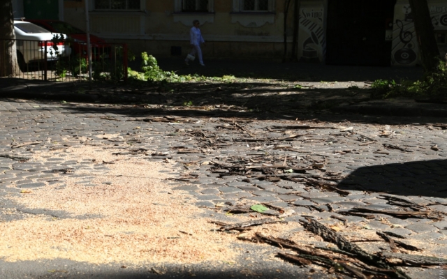 Упавшая ветка перегородила дорогу Фото № 2 Упавшая ветка перегородила дорогу Фото № 2