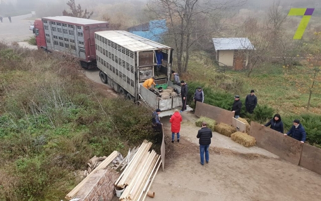 Спасённых в Одесской области овец поместили в экопоселение Фото № 0 Спасённых в Одесской области овец поместили в экопоселение Фото № 0