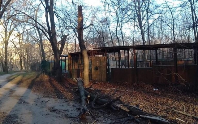 В Одессе приключился деревопад Фото № 1 В Одессе приключился деревопад Фото № 1