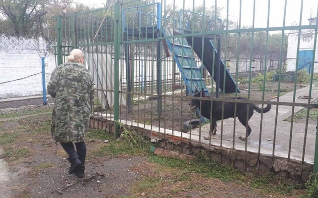 В Одессе собаки оказались заложниками колонии Фото № 0 В Одессе собаки оказались заложниками колонии Фото № 0