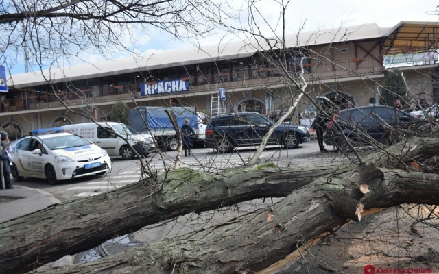 Возле Нового рынка упало дерево Фото № 0 Возле Нового рынка упало дерево Фото № 0