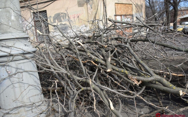 Возле Нового рынка упало дерево Фото № 1 Возле Нового рынка упало дерево Фото № 1