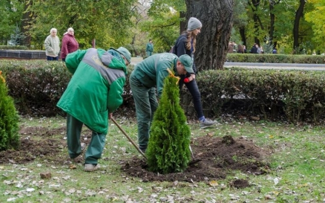 В парке Шевченко высадили хвойные деревья Фото № 1 В парке Шевченко высадили хвойные деревья Фото № 1