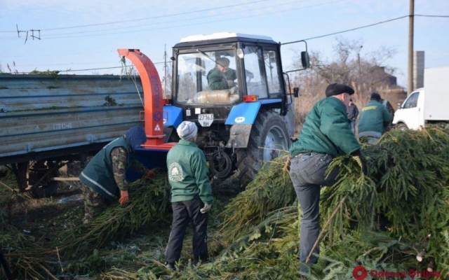 В Одессе утилизируют рекордное количество брошенных елок Фото № 6 В Одессе утилизируют рекордное количество брошенных елок Фото № 6