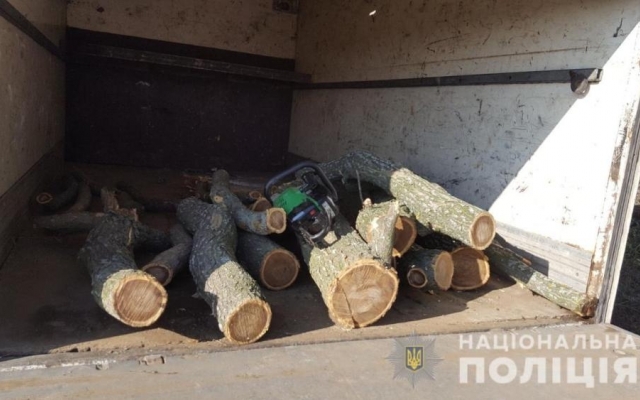В Беляевском районе лесопосадки рубят на дрова Фото № 0 В Беляевском районе лесопосадки рубят на дрова Фото № 0