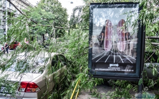В центре Одессы упавшее дерево придавило 4 автомобиля Фото № 1 В центре Одессы упавшее дерево придавило 4 автомобиля Фото № 1