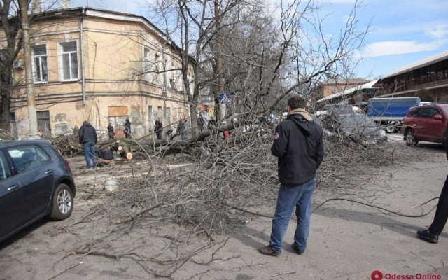 Возле Нового рынка упало дерево Фото № 9 Возле Нового рынка упало дерево Фото № 9
