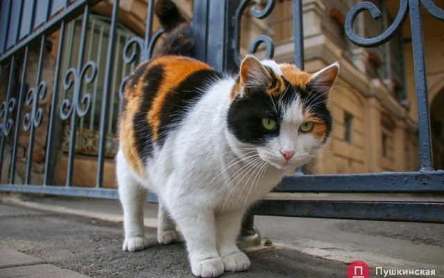 Январское солнце и котики – фото хвостатых одесситов Фото № 18 Январское солнце и котики – фото хвостатых одесситов Фото № 18