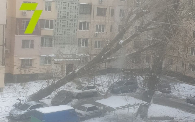 В Одессе дерево рухнуло на автомобиль Фото № 0 В Одессе дерево рухнуло на автомобиль Фото № 0