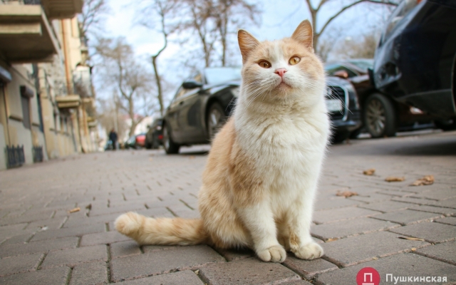 Январское солнце и котики – фото хвостатых одесситов Фото № 16 Январское солнце и котики – фото хвостатых одесситов Фото № 16
