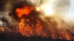 Под Одессой горели плавни (ВИДЕО) Фото № 0 Под Одессой горели плавни (ВИДЕО) Фото № 0