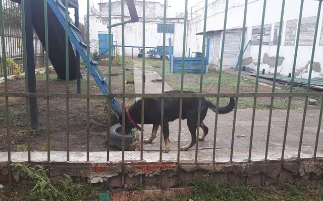 В Одессе собаки оказались заложниками колонии Фото № 2 В Одессе собаки оказались заложниками колонии Фото № 2