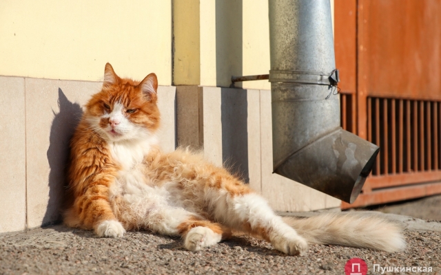 Январское солнце и котики – фото хвостатых одесситов Фото № 3 Январское солнце и котики – фото хвостатых одесситов Фото № 3