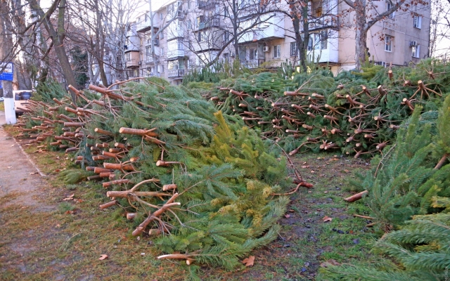 Полицейские штрафуют нарушителей на елочных базарах Фото № 0 Полицейские штрафуют нарушителей на елочных базарах Фото № 0